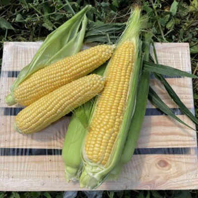 Свит Лаки F1 - семена сахарной кукурузы, 25000 сем., 70 дней, кочан 24см, Lark Seeds